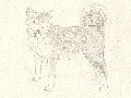 Akita Inu