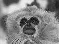 Gibbon